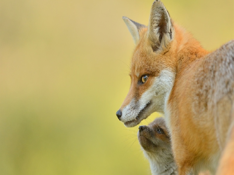 试管16周宝宝具塞硬质试管分离胶试管冷藏